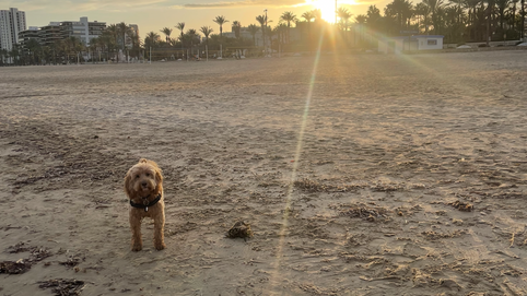 Travelling Spain with a Dog