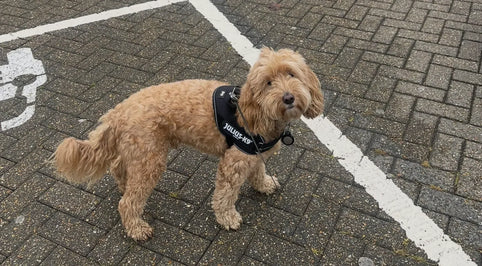 Travelling to Europe with a Dog from the UK