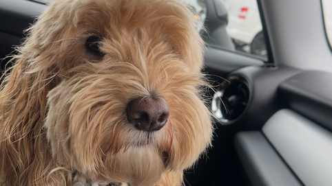 Small dog sitting in a car front seat during a London to France road trip