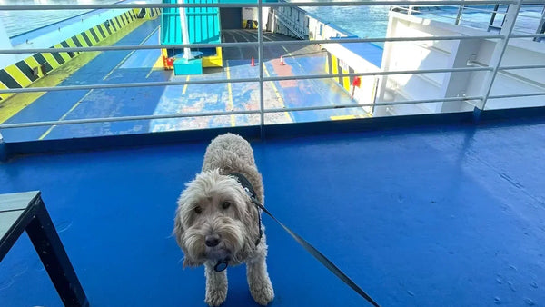 Travelling Morocco with a Dog: What to Know Before You Go