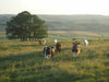Yorkshire countryside with cows grazing on green fields and open moorland
