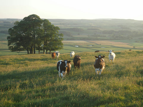 Yorkshire: Moors, Markets & Miles of Countryside